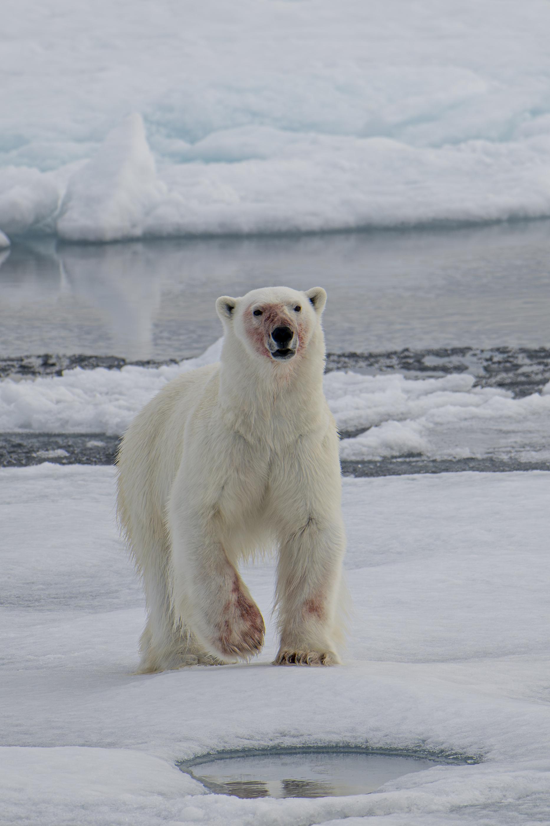 SVALBARD BEARS 1 -   