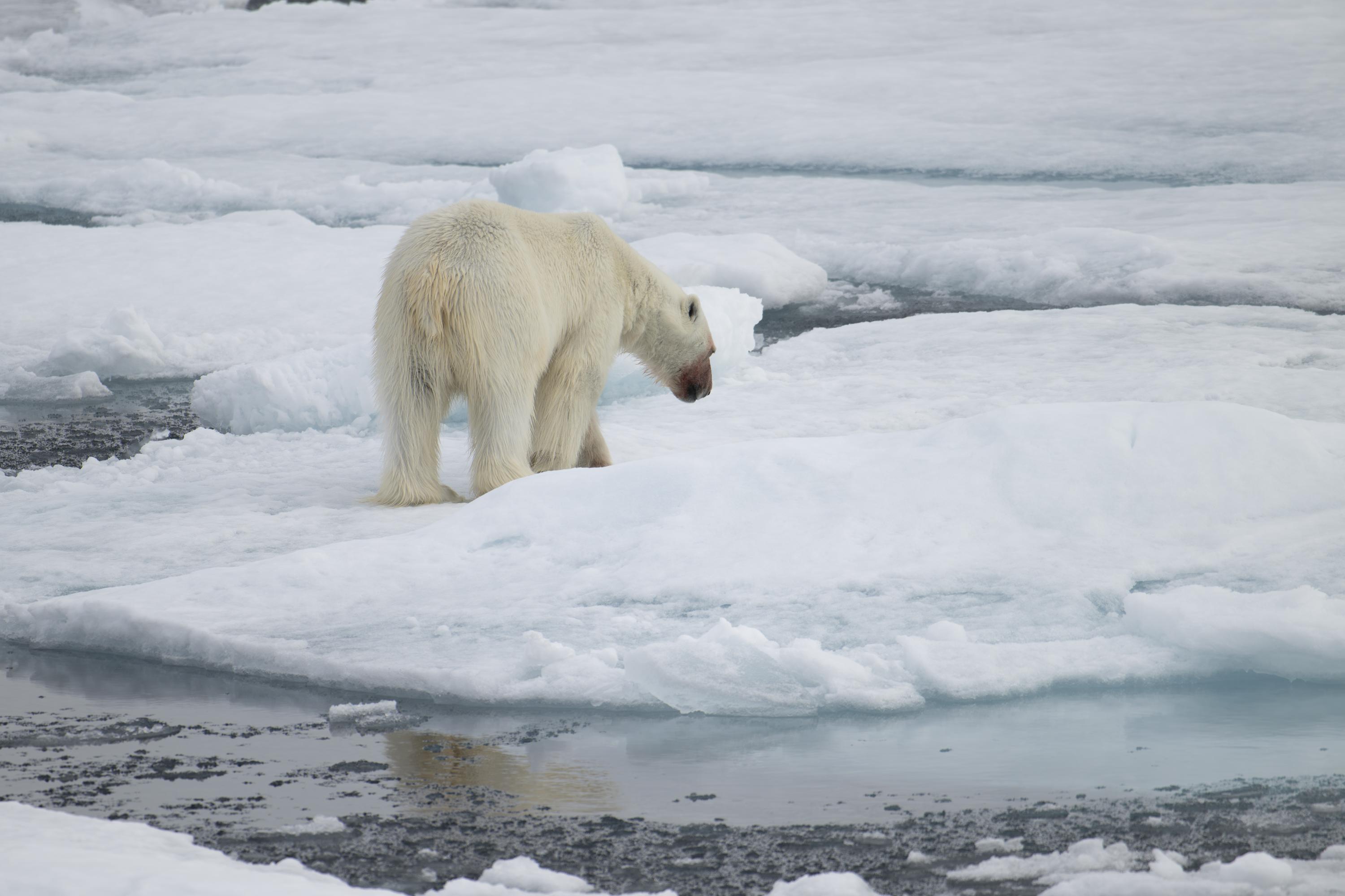 SVALBARD BEARS 1 -   