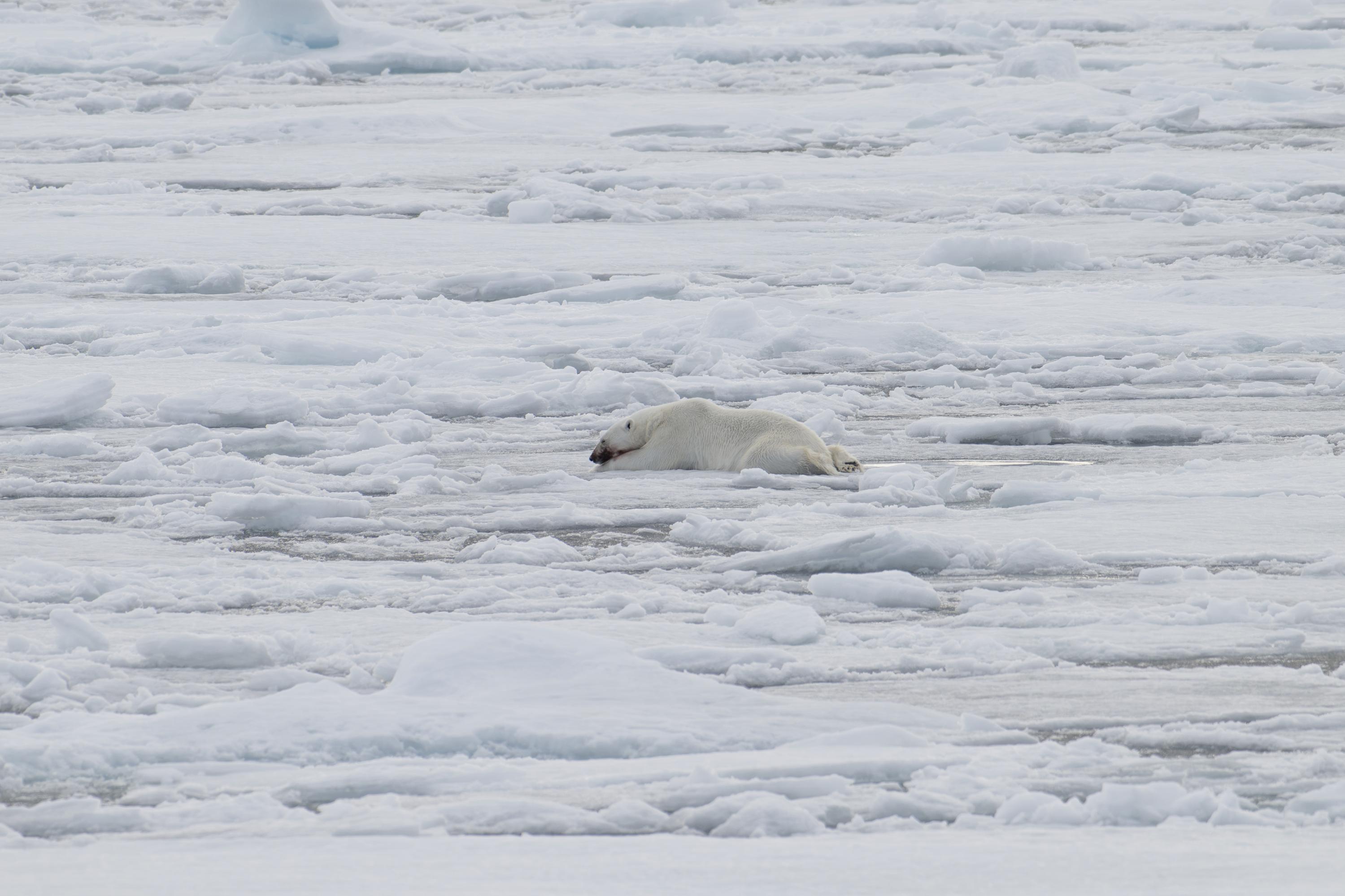 SVALBARD BEARS 1 -   