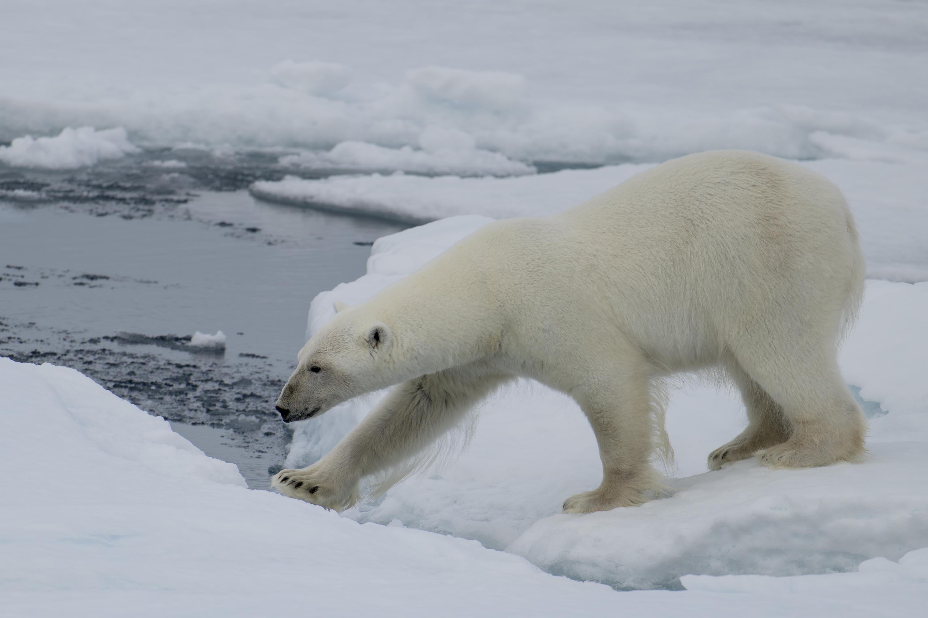 SVALBARD BEARS 2 - 