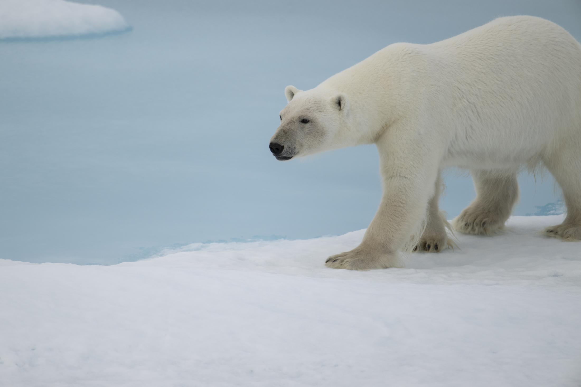 SVALBARD BEARS 2
