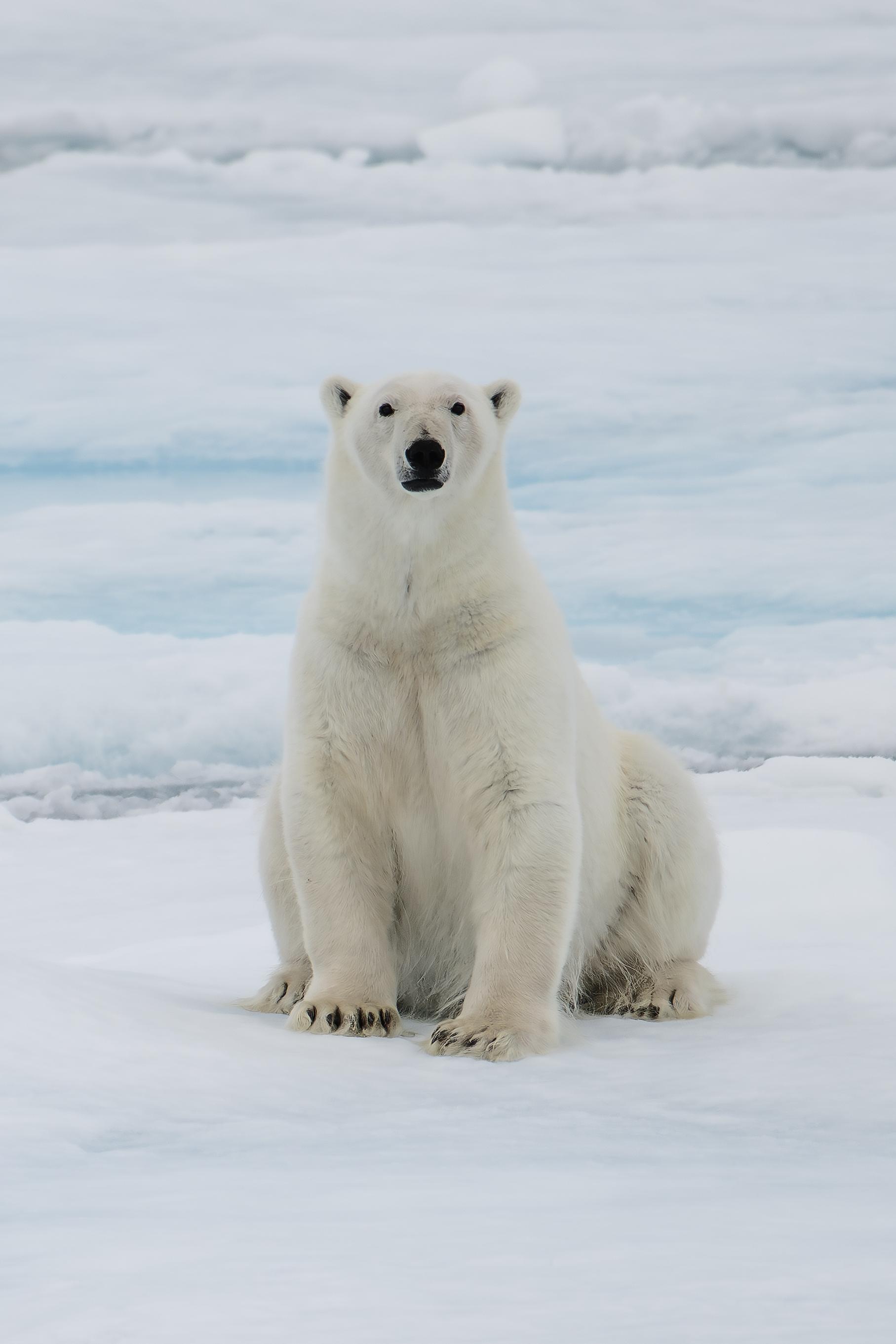 SVALBARD BEARS 2 - 