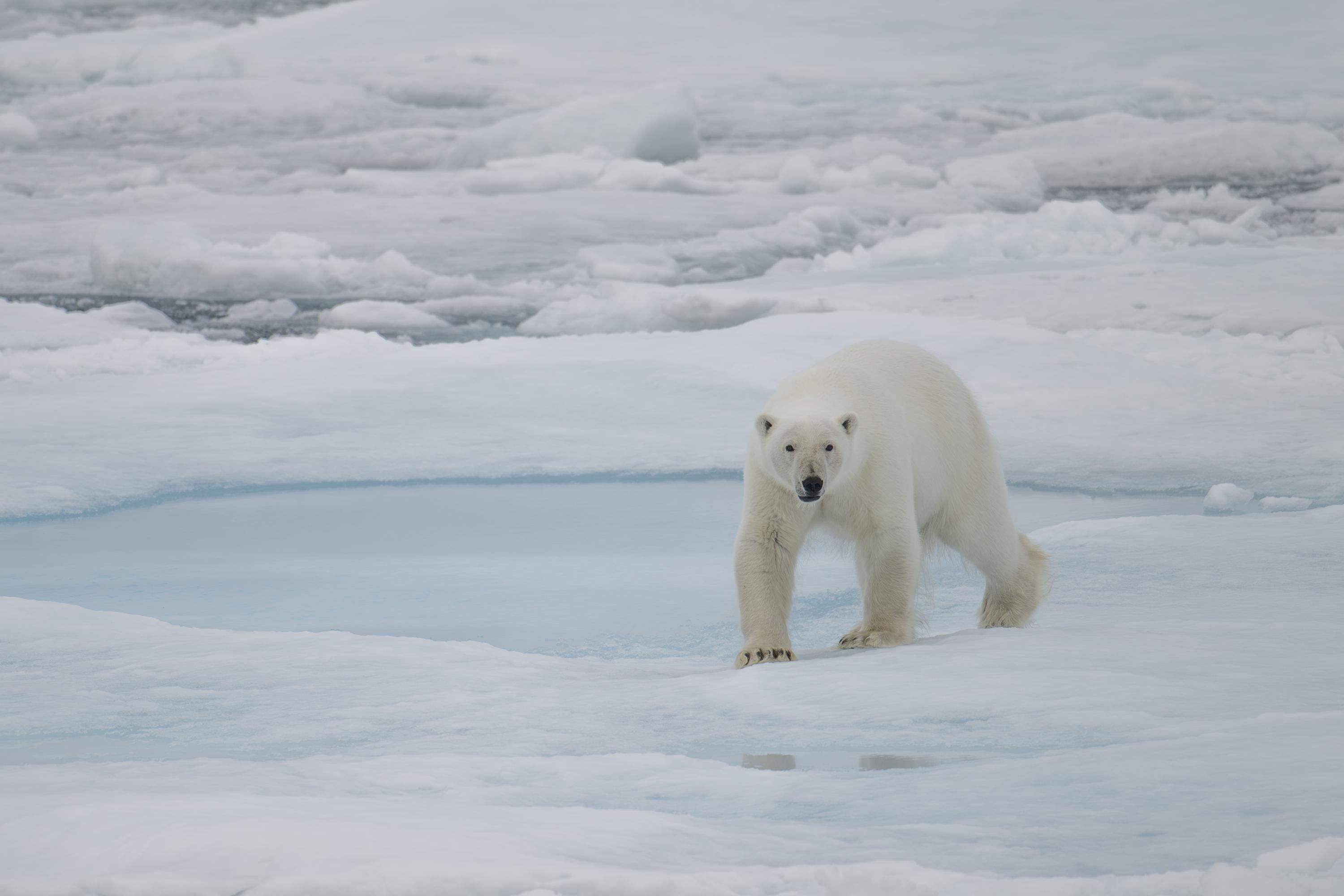SVALBARD BEARS 2 - 