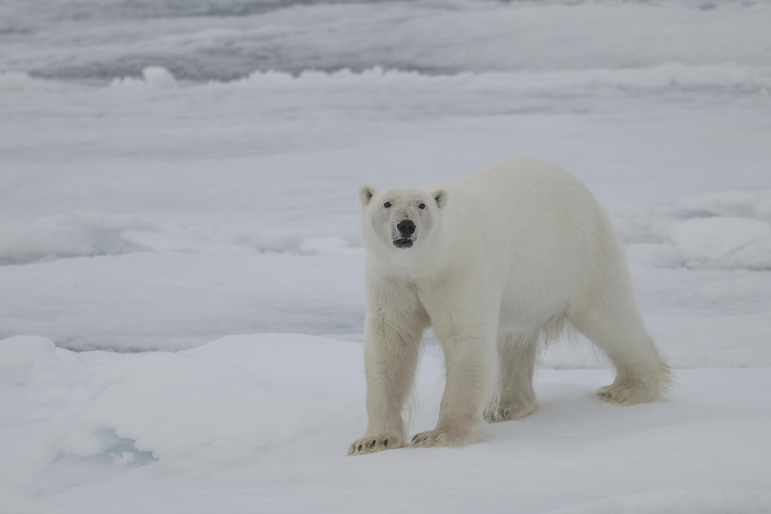 SVALBARD BEARS 2 - 