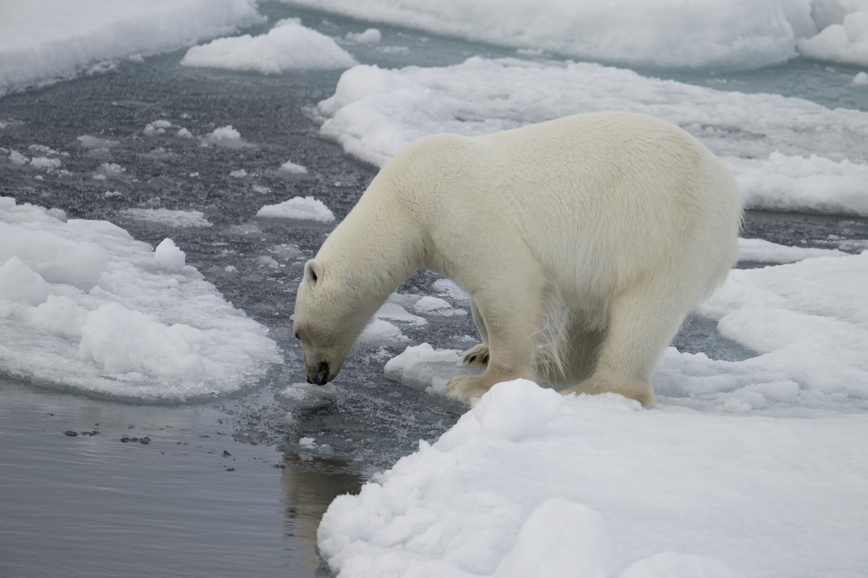 SVALBARD BEARS 2 -   