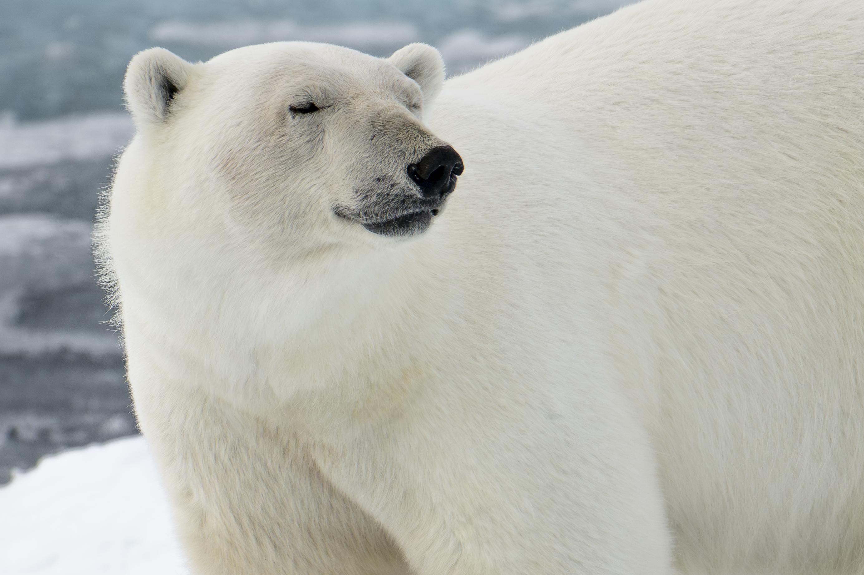 SVALBARD BEARS 2 -   