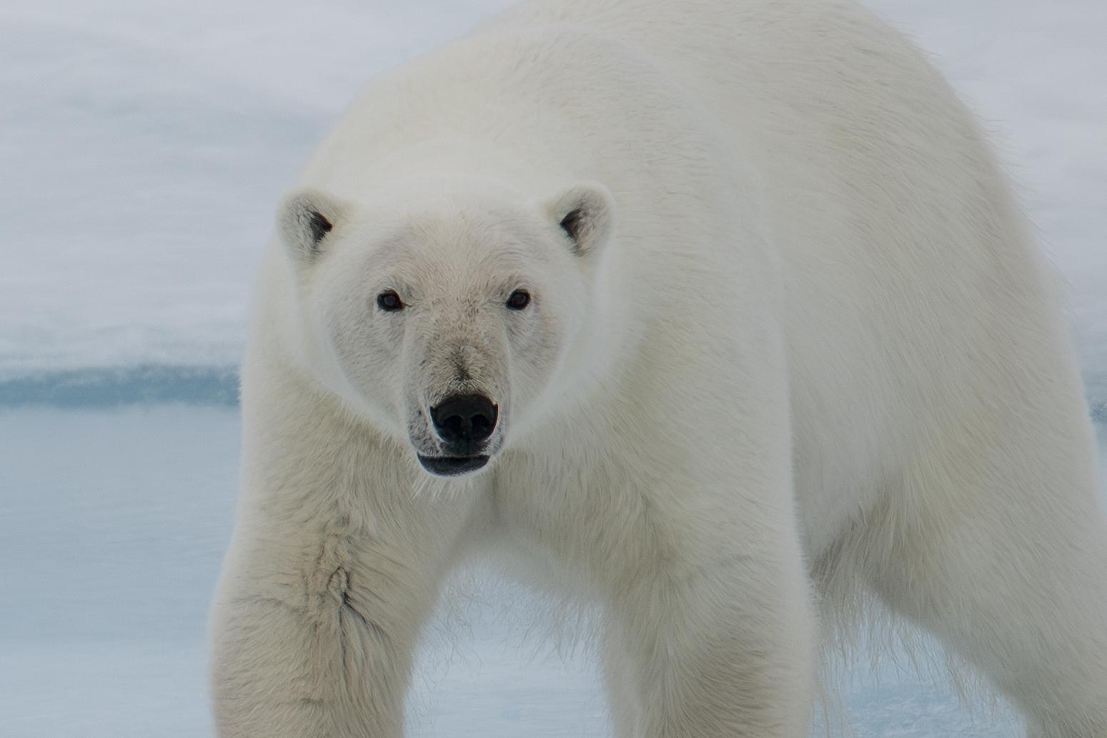 SVALBARD BEARS 2 -   