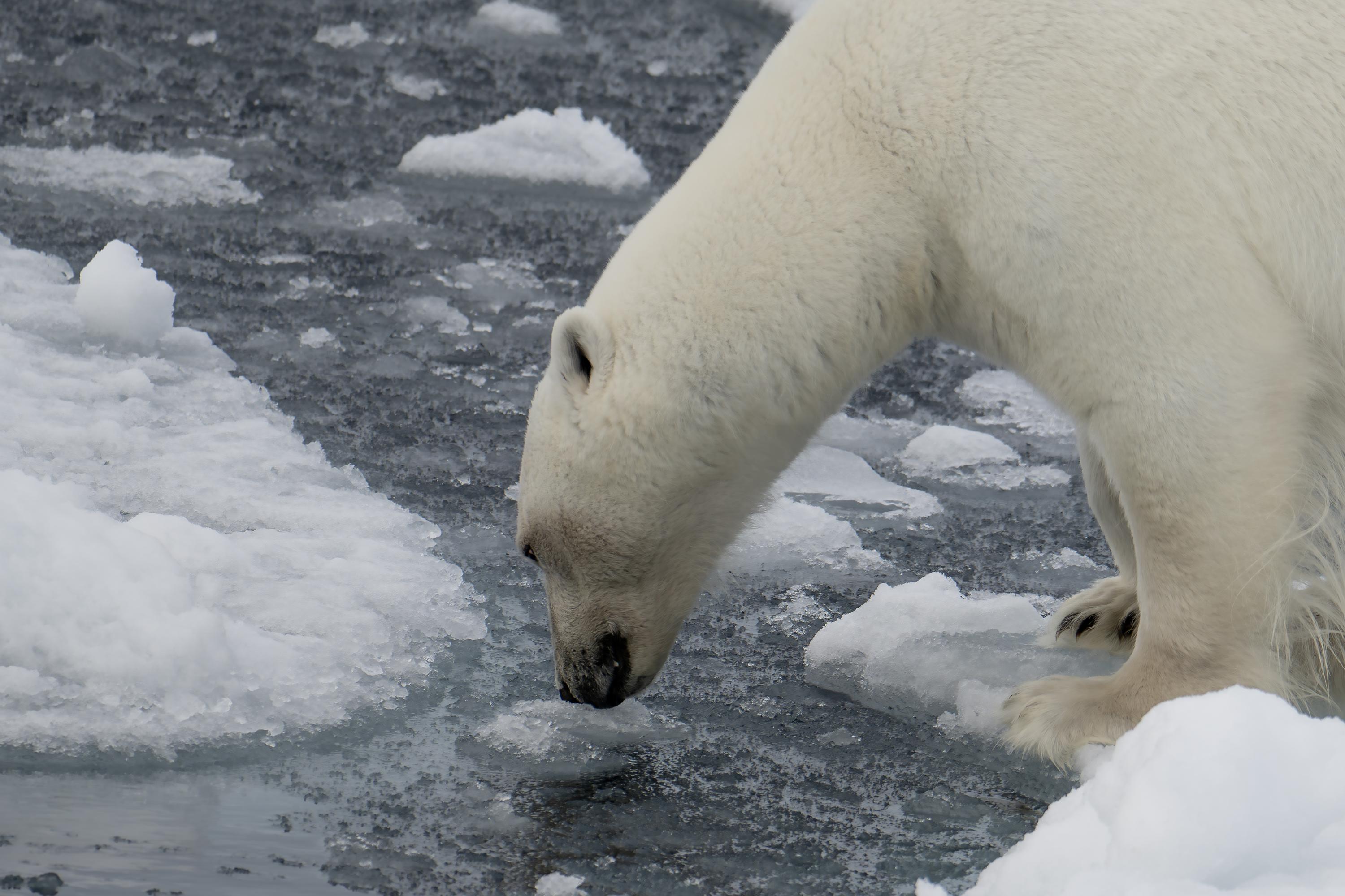 SVALBARD BEARS 2 -   