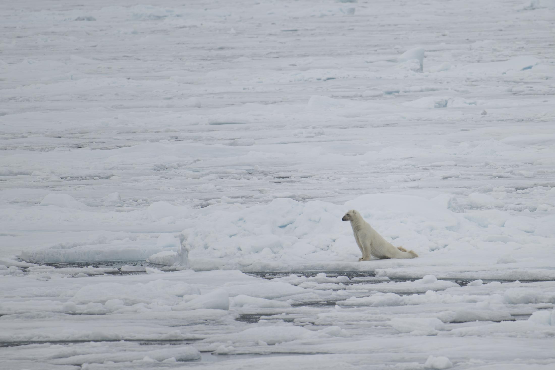 SVALBARD BEARS 2