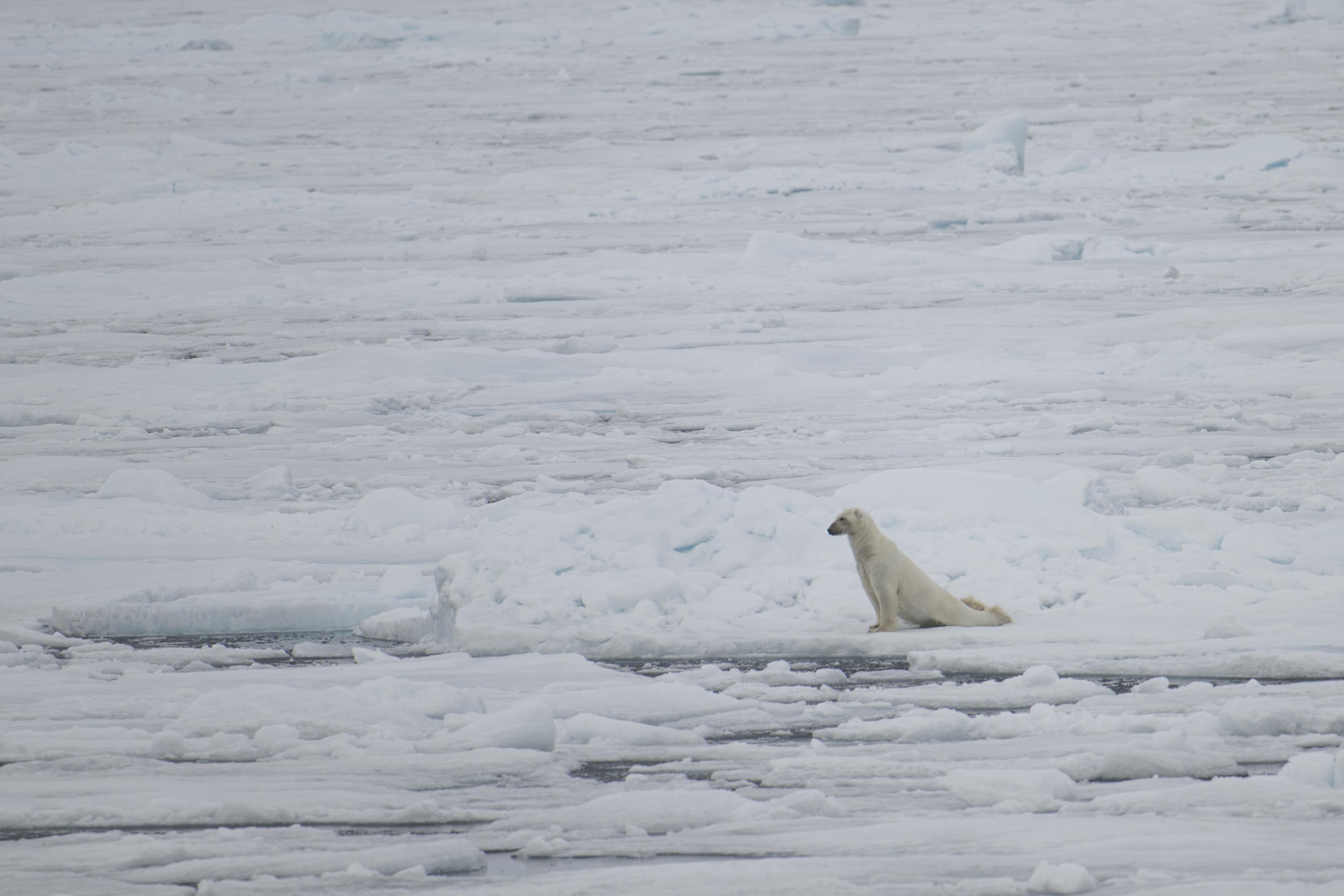 SVALBARD BEARS 2 -   