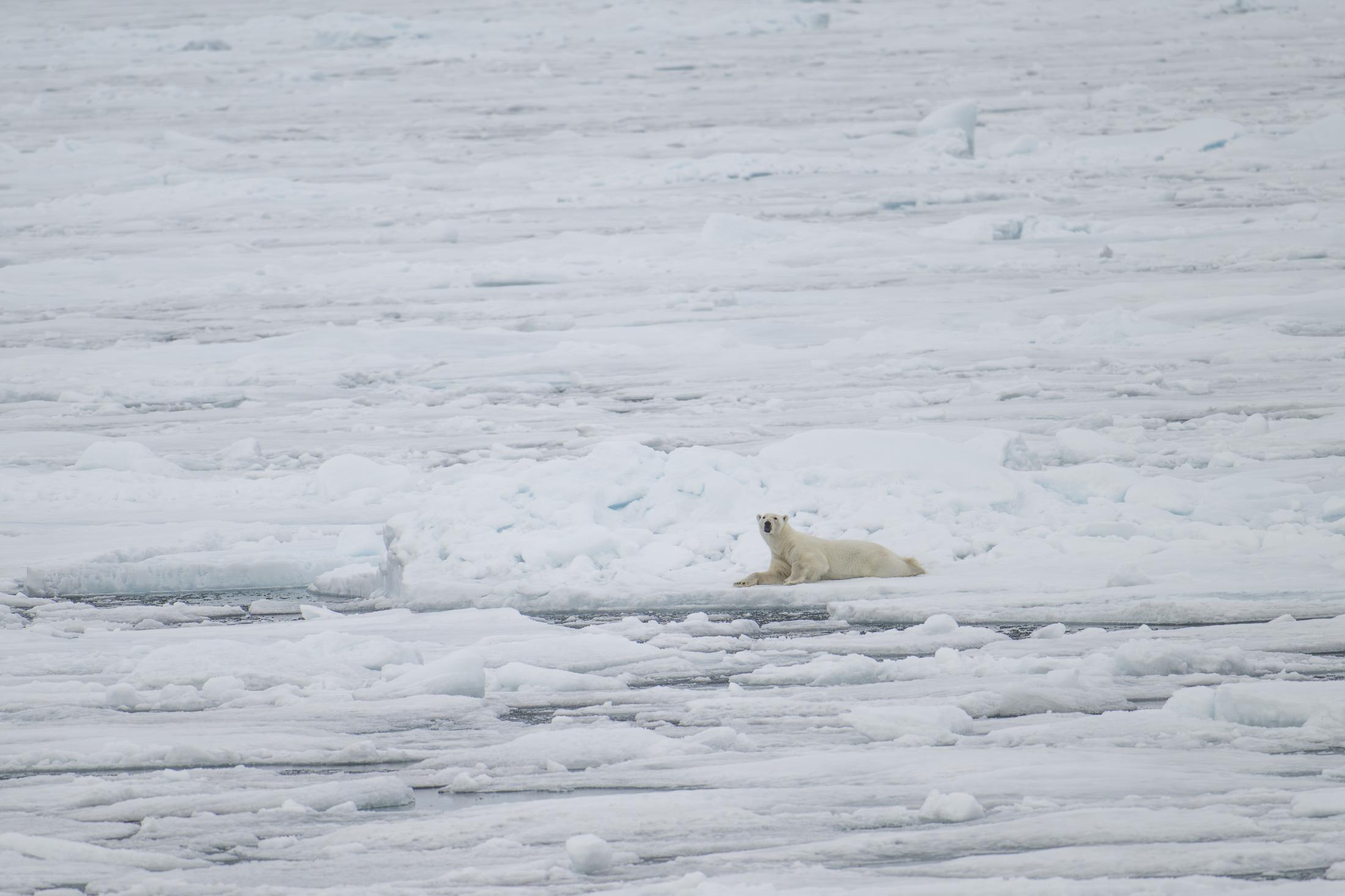 SVALBARD BEARS 2