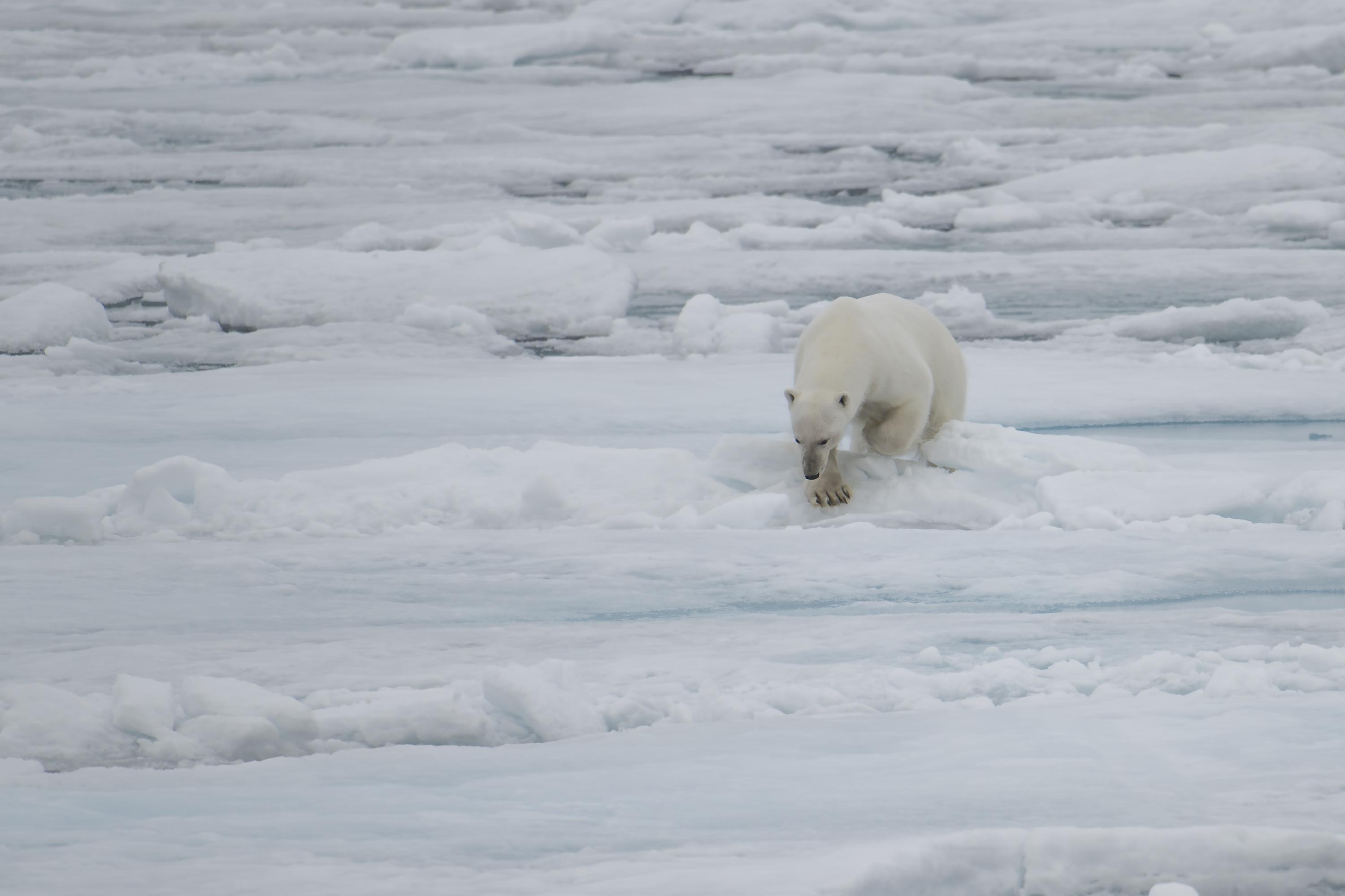 SVALBARD BEARS 2 -   