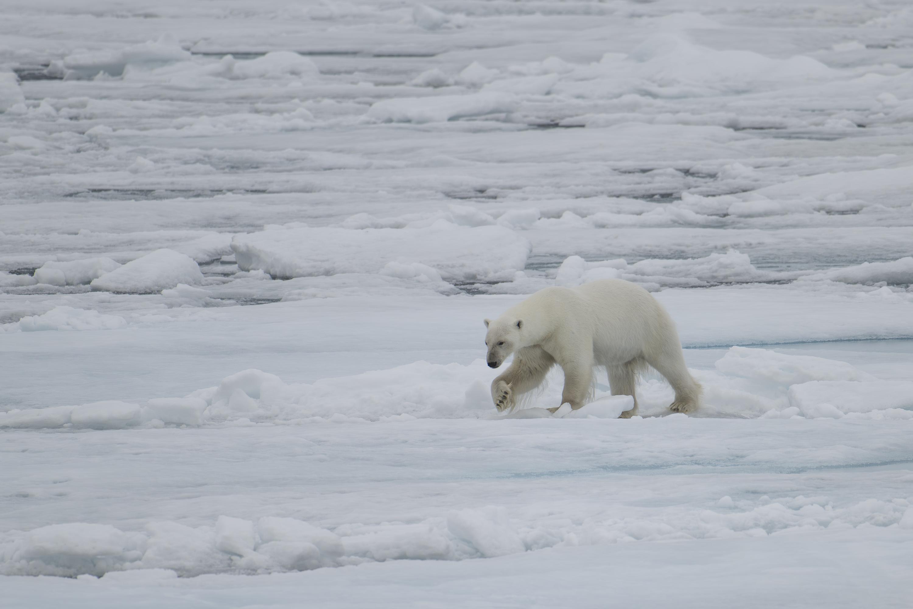 SVALBARD BEARS 2 -   