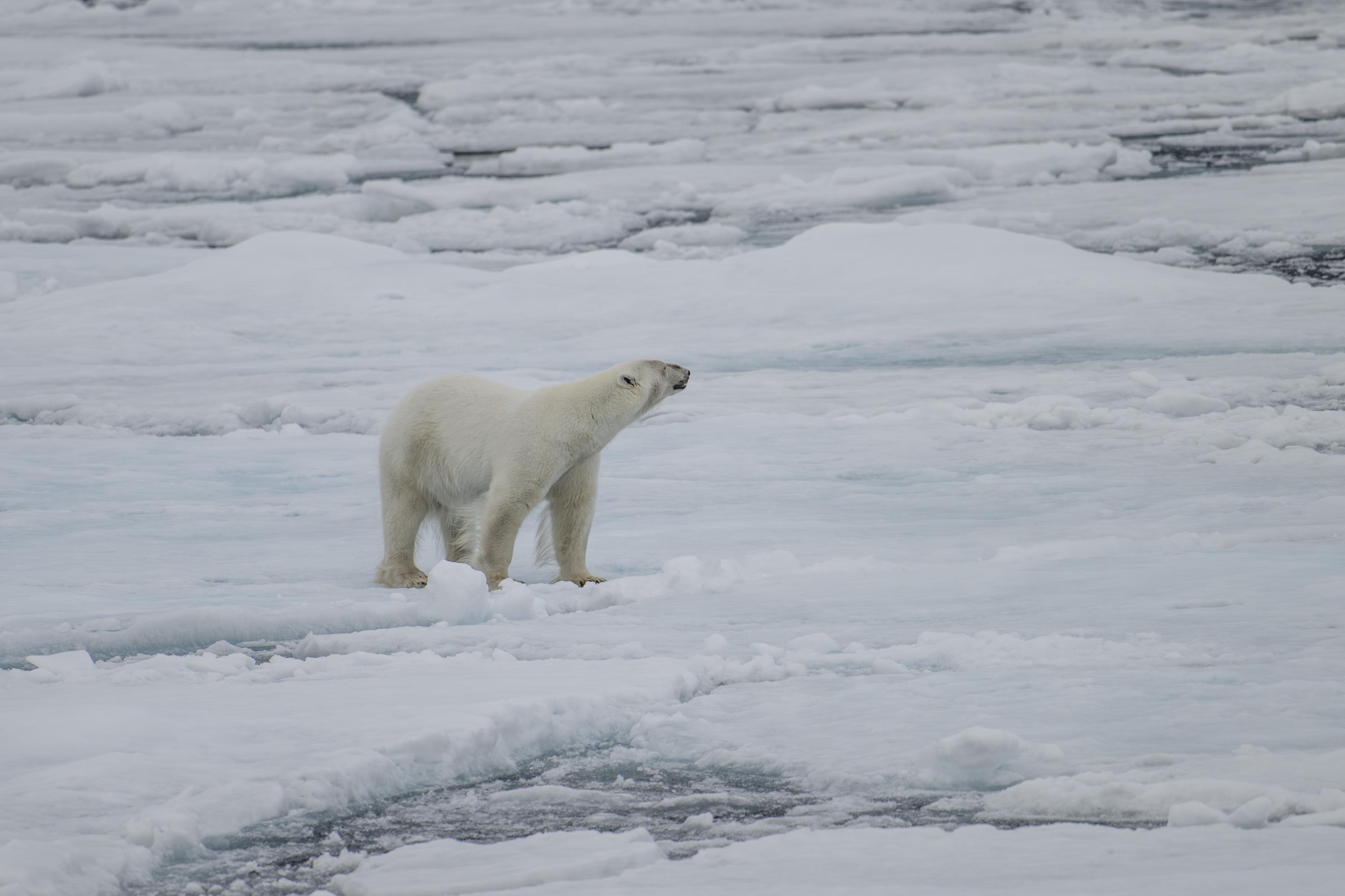 SVALBARD BEARS 2 -   