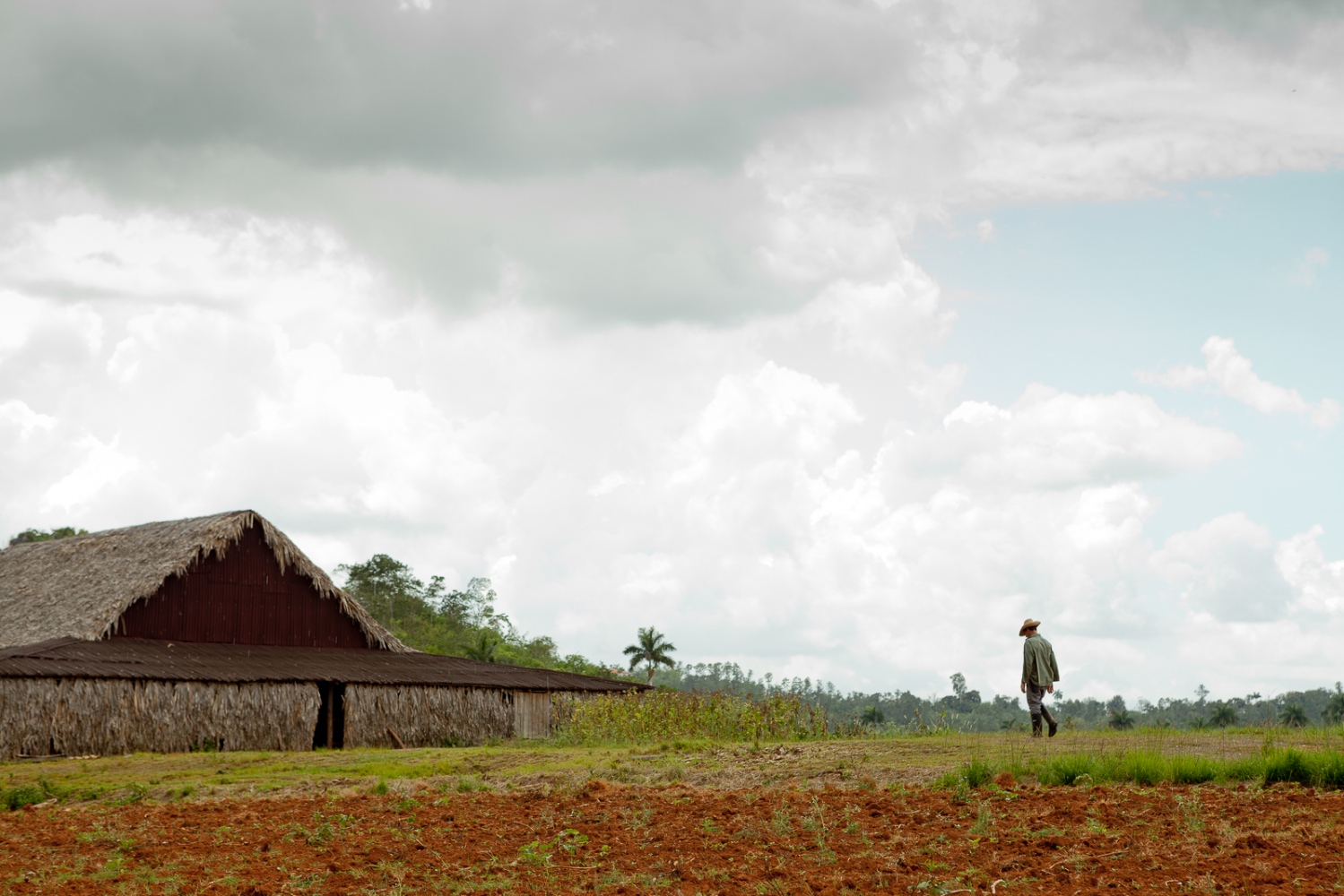 Island Out of Time -  A tobacco farmer heads to his barn where leaves hang to...