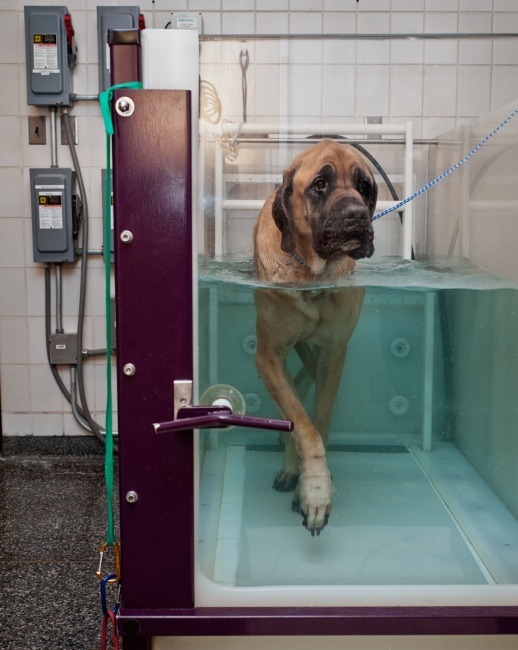  An English Mastiff at his weekly hydrotherapy session. 