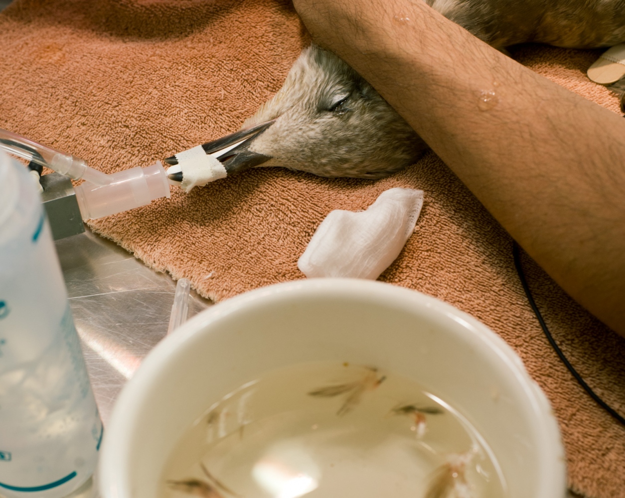 Displaced -   An adolescent herring gull undergoing surgery for a...