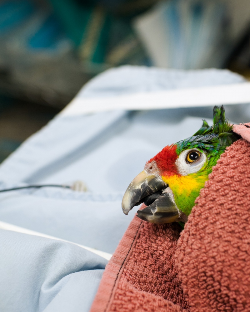 Displaced -   Anthony, an Amazon parrot, waking up after his 4th...