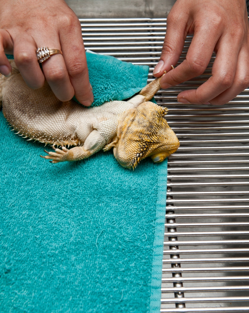 Displaced -   Failed resuscitation of a Yellow Bearded Dragon.  