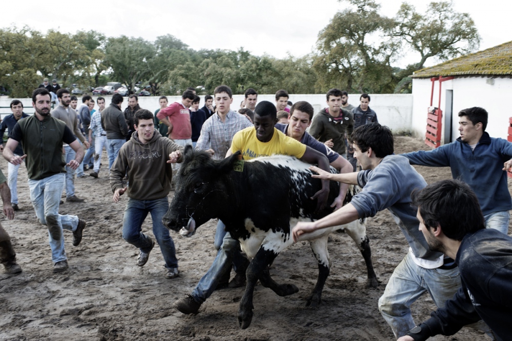  Malhada Alta. During a private party of the forcados of Santarem a group of young boy catch some cow that will be branded by fire. This activity help the owner of the cow to brand the animals and at the same time is a test for the boys that would like to enter in the forcados group. In these events young boys are introduced to bullfight showing their abilities to professionals. In the Portuguese corrida, forcados are a group of eight men, challenge the bull directly and without weapon of defence or protection. 