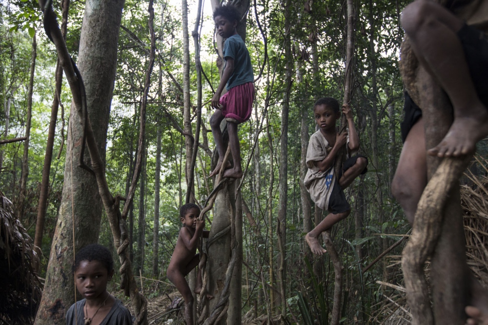 Maniq children play in the trees at one of their temporary settlements. They will stay here for...