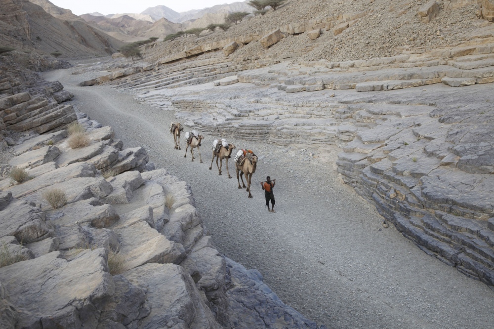 Salt traders walk their camels along the ancient salt caravan from the Danakil Depression to the...