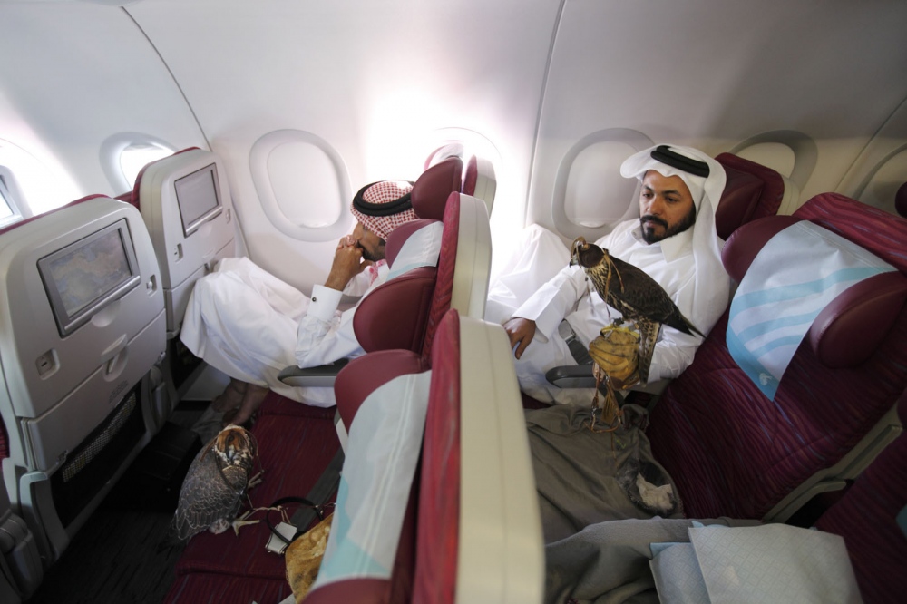 Men from Qatar who practise the art of falconry sit with their birds in the economy section of the plane after flying from Azerbaijan to Qatar. Doha, Qatar