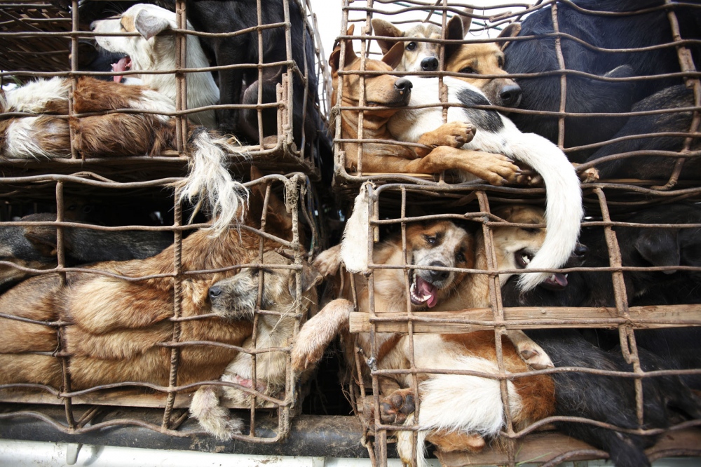 THAILAND'S ILLEGAL DOG MEAT TRADE Luke Duggleby Photographer
