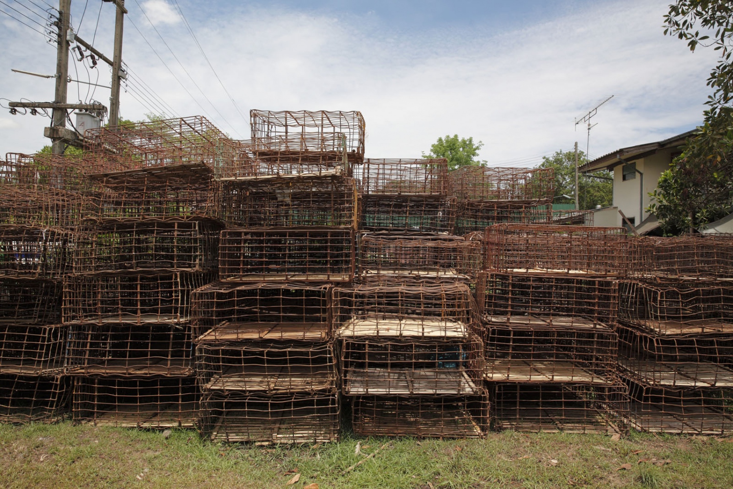 THAILAND'S ILLEGAL DOG MEAT TRADE - At Nakhon Phanom dog shelter, currently home to almost...
