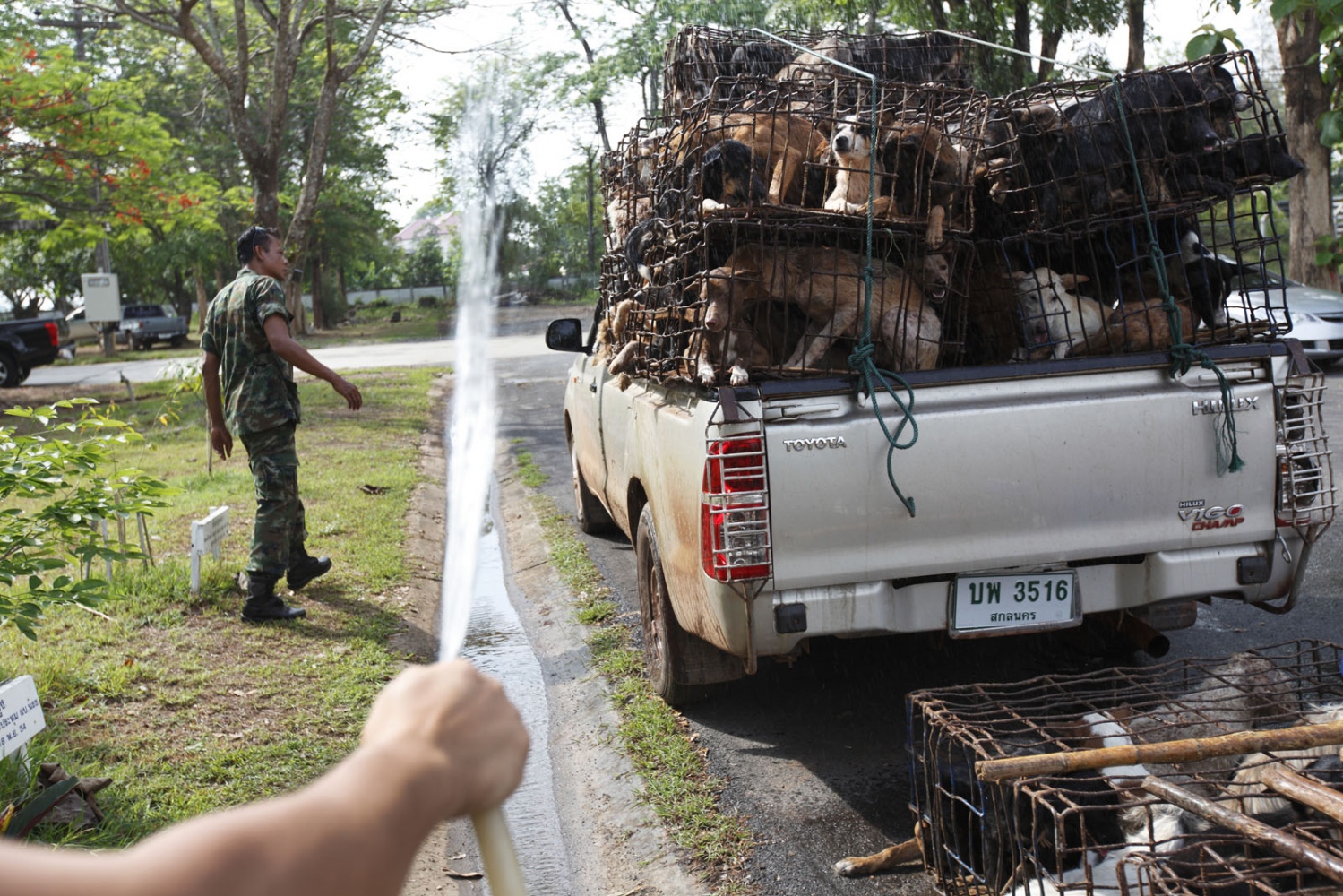 THAILAND'S ILLEGAL DOG MEAT TRADE - Soldiers from the Thai River Navy who saved 130 dogs in...