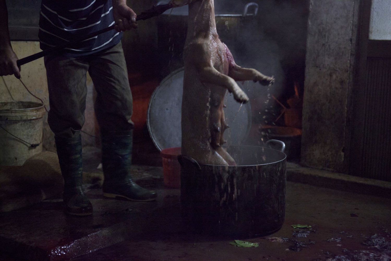 THAILAND'S ILLEGAL DOG MEAT TRADE - At a slaughter house in the middle of the night, the dogs...