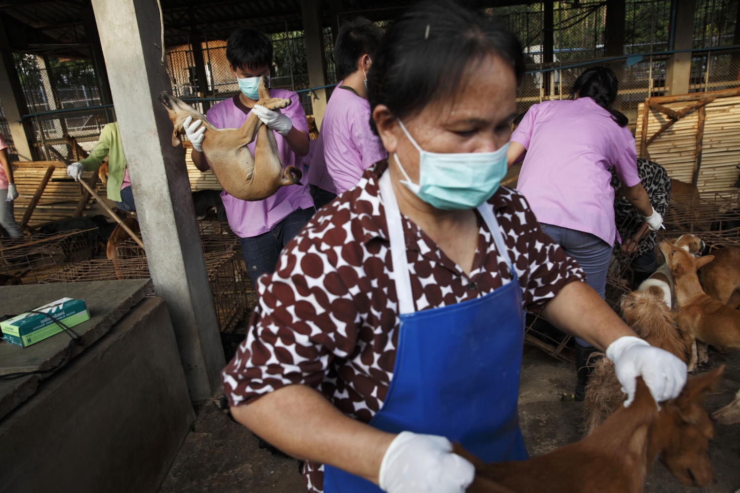 THAILAND'S ILLEGAL DOG MEAT TRADE - Staff members of the Nakohon Phanom Dog Shelter remove...