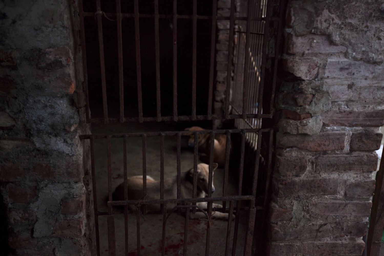 THAILAND'S ILLEGAL DOG MEAT TRADE - A dog sits inside a cage ready to be killed having just...