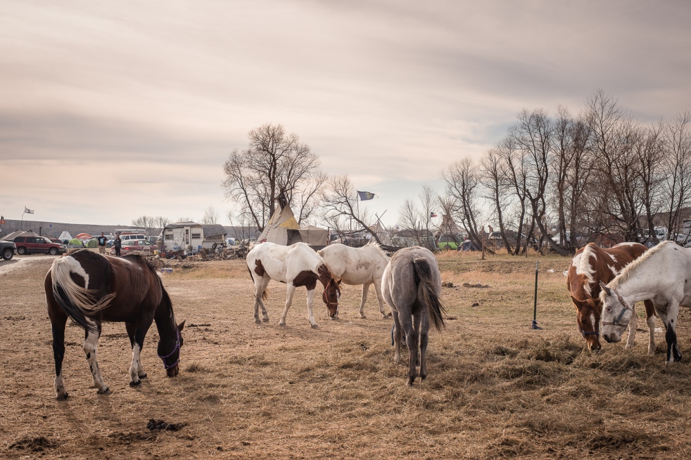 Image from The Stand at Standing Rock