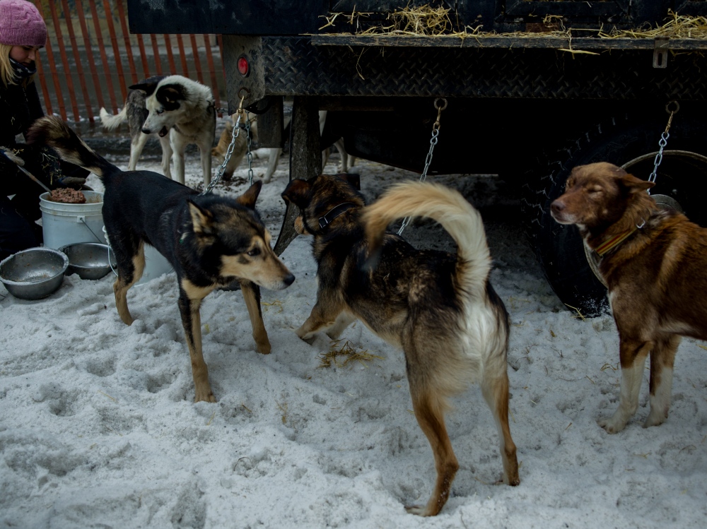  A dog handler feeds Tore Albri...wn Anchorage on March 5, 2016. 