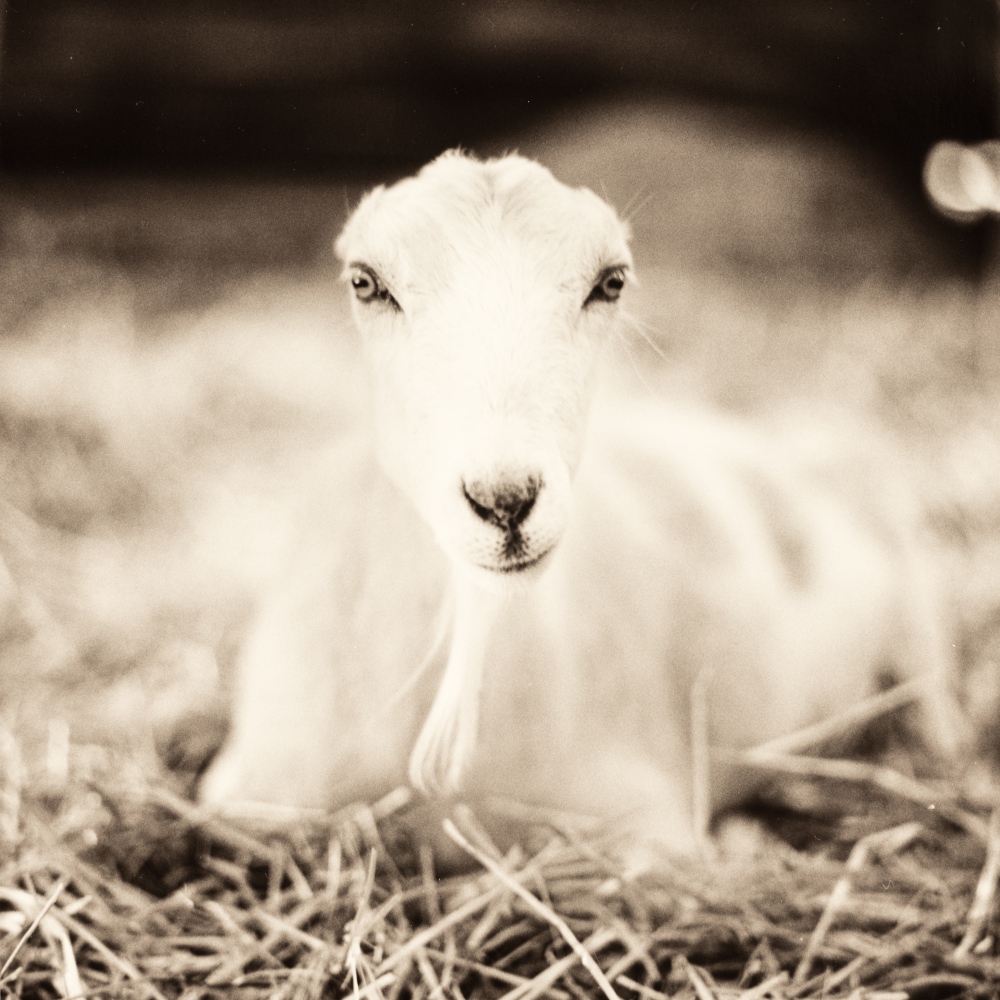 Sanctuary -  Shannon, a La Mancha goat, rescued by Farm Sanctuary...
