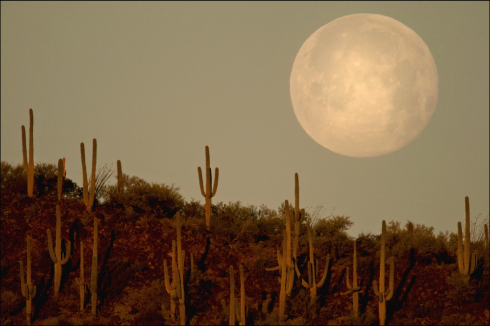  Moonset at sunrise in the Sonoran Desert. 