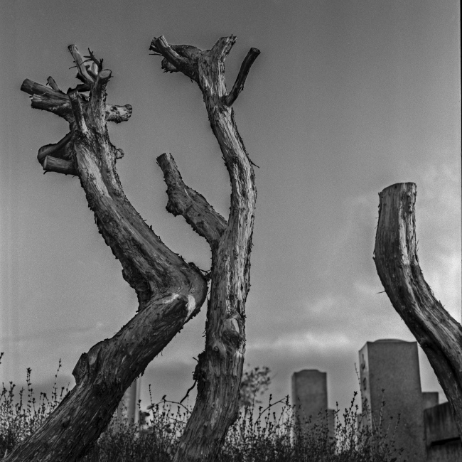 Nagoya Cemetery 