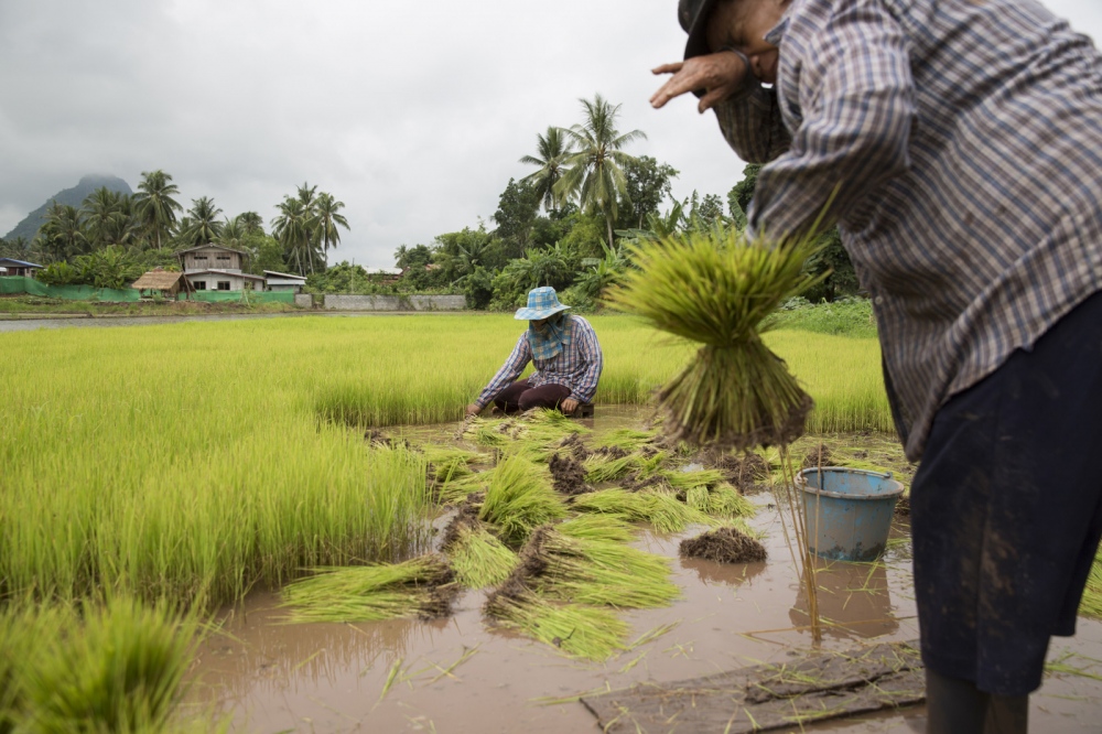 Image from SINGLES - Rice farmers in the village of na Nong Bong harvest rice....