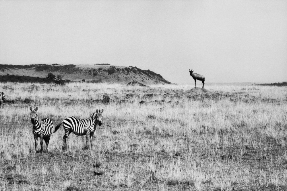  Two Zebras and an Antelope, Maasai Mara, Kenya, August 2002 