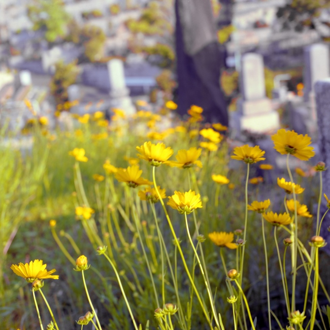 Nagoya Cemetery