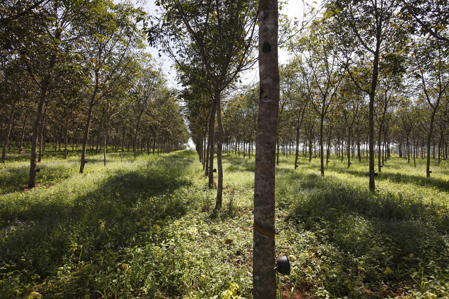 CAMBODIA'S CARDAMOM FOREST