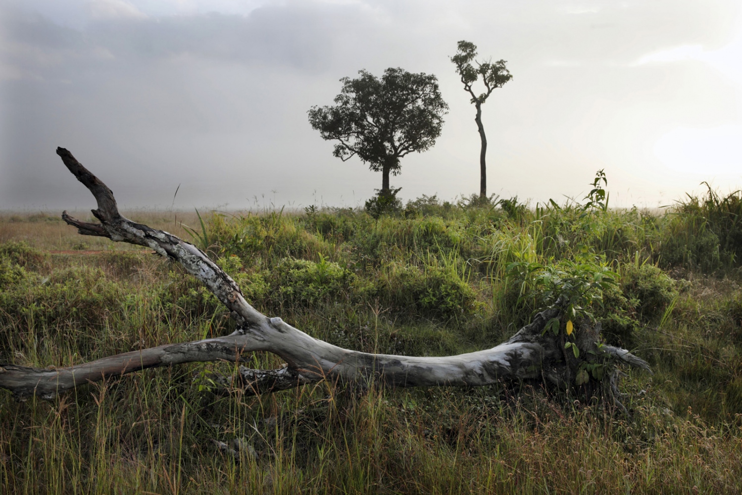 CAMBODIA'S CARDAMOM FOREST