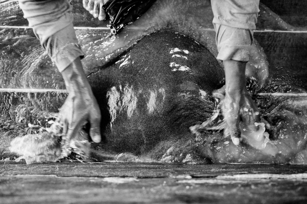 Photography image - Loading Bangka_LoRes_32.jpg