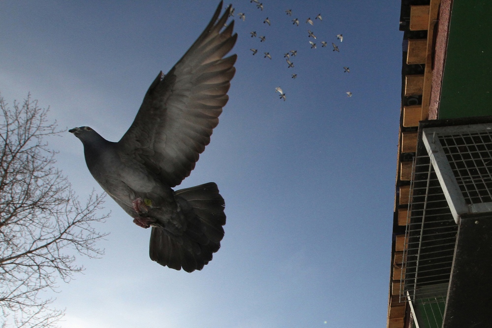 Doves In The City
