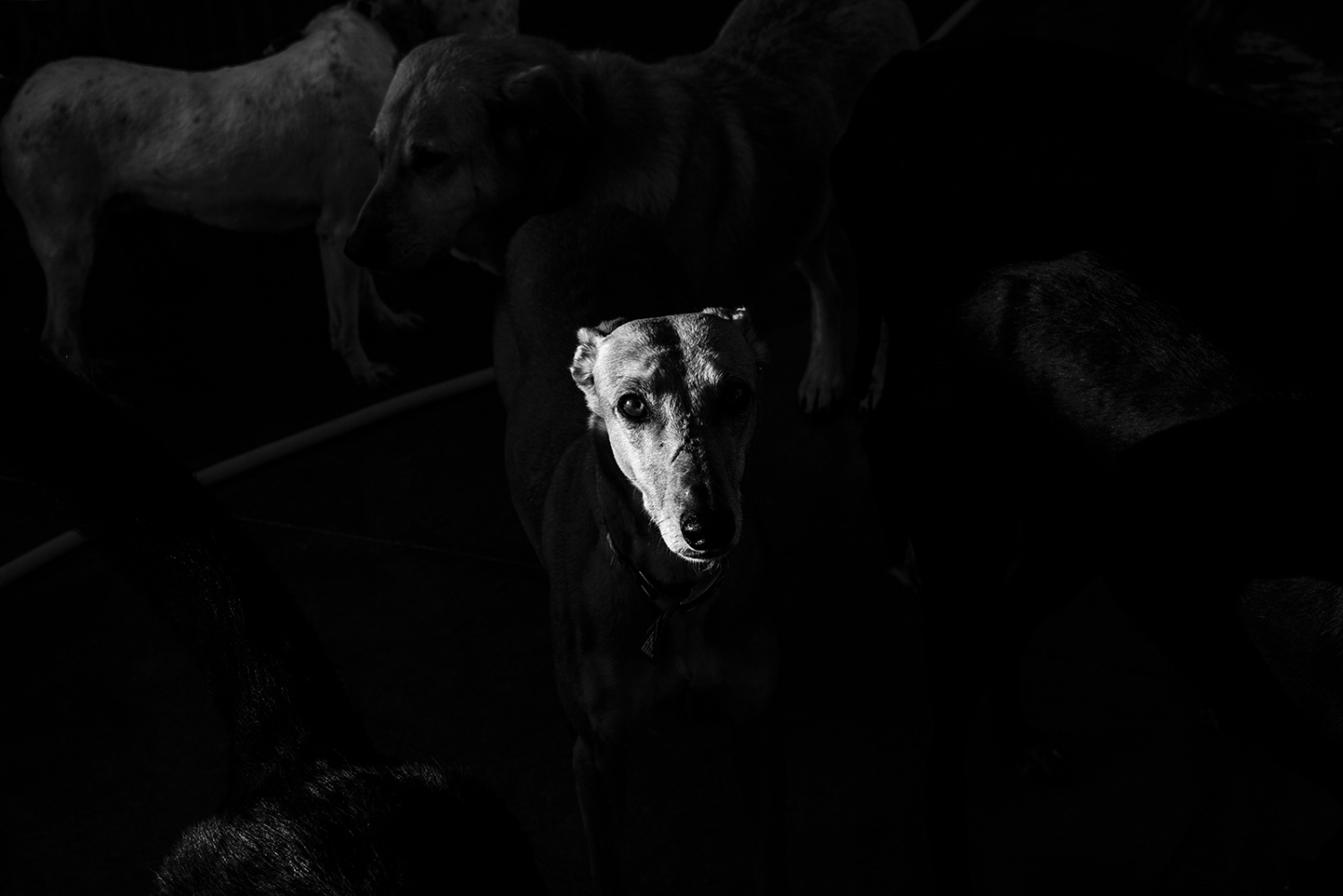  Spanish Greyhound. Dog used for hunting activities. 