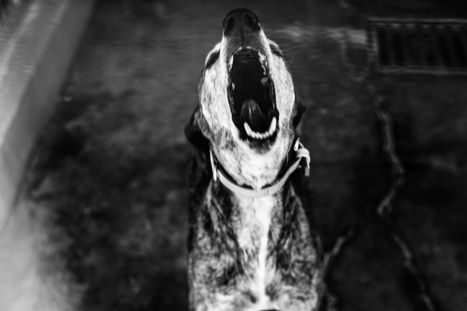 Scars. Surviving being a greyhound. -  Abandoned greyhound. Ciudad Real. Castilla la Mancha....