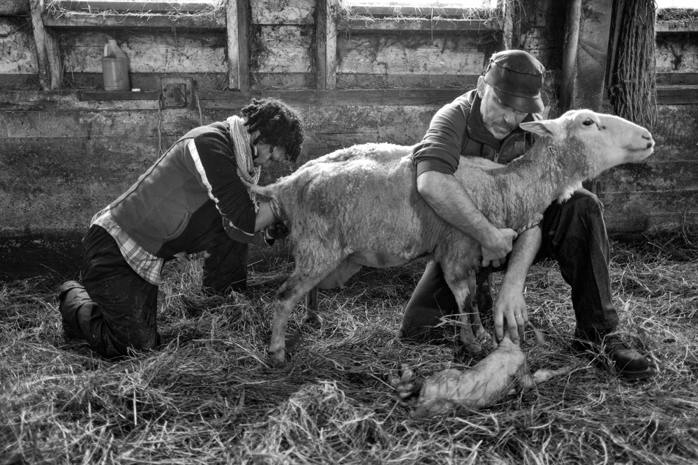  David and Yesenia at lambing, The Vermont Shepherd 