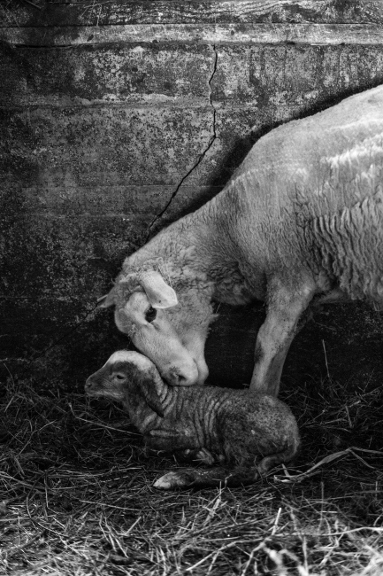Photography image - Lambing begins