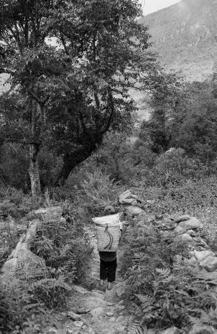 A girl is carrying crop from th...ransported to the next village.